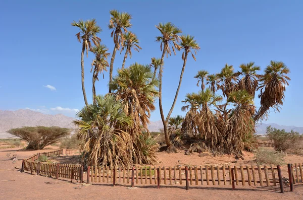 Doum Palm cerca de Eilat Israel — Foto de Stock
