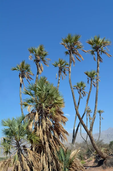 Doum Palm cerca de Eilat Israel — Foto de Stock