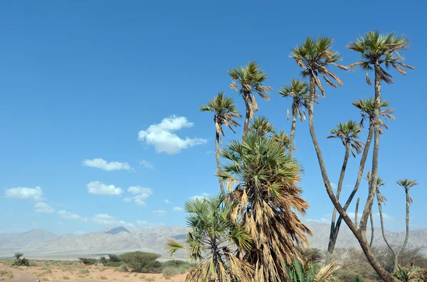 Eilat Isr Abril 2015 Doum Palm Cerca Eilat Israel Palmera — Foto de Stock