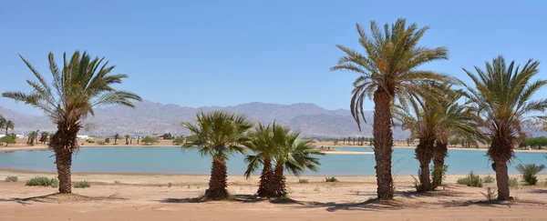 Lagün Eilat, İsrail için palmiye ağaçları ile — Stok fotoğraf