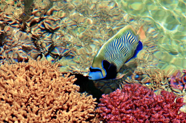 Tropische Fische schwimmen im Naturschutzgebiet am Korallenstrand — Stockfoto