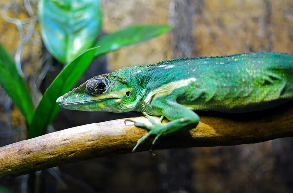 绿色的异国绿色蜥蜴变色龙 — 图库照片