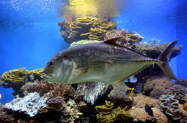 Thunfische schwimmen in Korallenwelt Unterwasser-Observatorium Aquarium in — Stockfoto