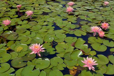 Beautiful Pink Nymphaeaceae water lily flowers clipart
