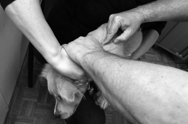 Мікрочіп імплантату в тварина - собака — стокове фото