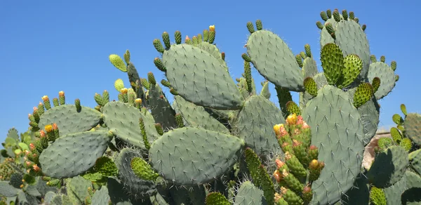 Prickly pear cactus — Stock Photo, Image