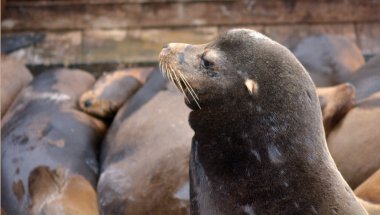 Portrait of a Sea lion at the Sea Lions colony of Pier 39 