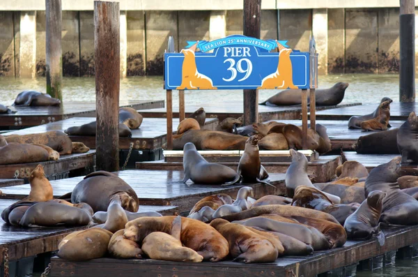 California Sea Lions en el muelle 39 en Fisherman 's Wharf — Foto de Stock