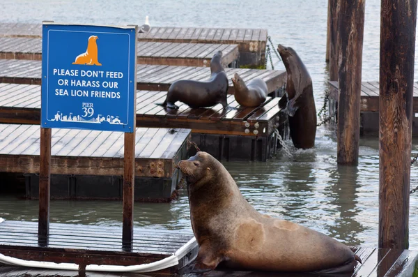 I leoni marini giocano al molo 39 al pontile dei pescatori — Foto Stock