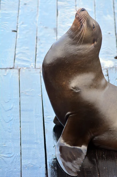 Une fière otarie de mer exhibant au quai 39 — Photo