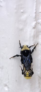 Bir dron ile çiftleşme arı bumble