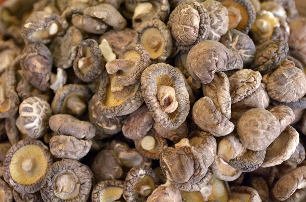 Chinese black mushrooms - shiitake — Stockfoto