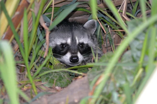 Waschbär versteckt sich im Busch — Stockfoto