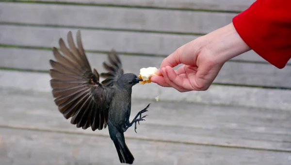 BlacKbird eats bread from a hand — Stock Photo, Image