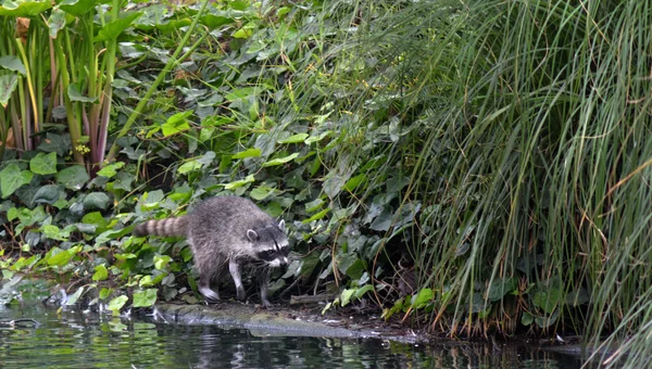 Mapache camina a lo largo de un estanque —  Fotos de Stock