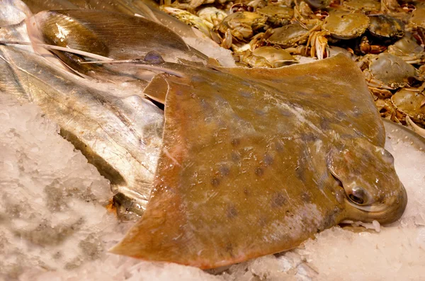 Stingray em exibição no mercado de peixe — Fotografia de Stock