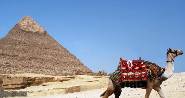 The Pyramid of Khafre and a camel — Zdjęcie stockowe