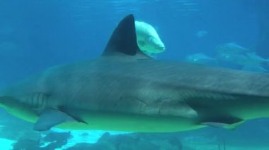 Resif Köpekbalıkları Köpekbalığı Havuzunda Yüzer