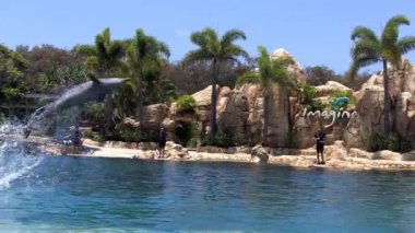 Yunus gösterisi deniz dünya Gold Coast Avustralya