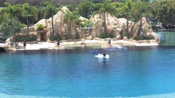 Σόου των δελφινιών στην θάλασσα κόσμο Gold Coast Αυστραλία — Αρχείο Βίντεο