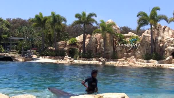 Golfinho show em Sea World Gold Coast Austrália — Vídeo de Stock