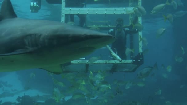 Diver feeding fish underwater — Stock Video