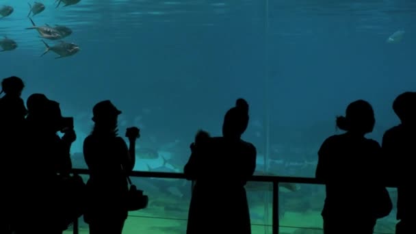 Köpekbalığı bay Sea World Gold Coast Queensland Avustralya 01 ziyaretçiler — Stok video