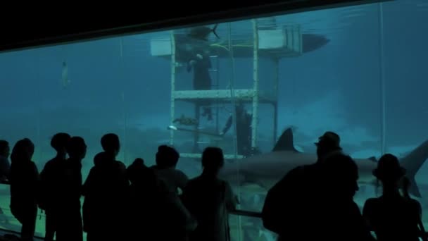 Shark bay Sea World Gold Coast Queensland Avustralya 02 ziyaretçiler — Stok video