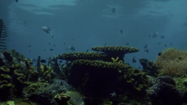 オーストラリア、クイーンズランド州のサンゴ礁で泳ぐ熱帯魚 — ストック動画