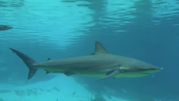 Tiburones de arrecife — Vídeo de stock