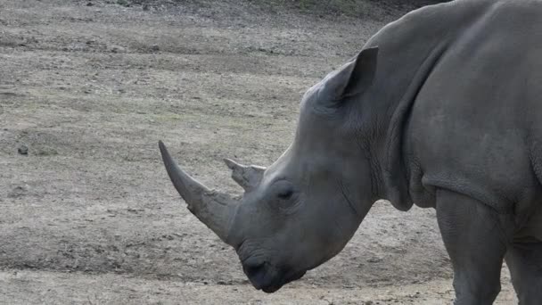 Zuidelijke witte neushoorn — Stockvideo