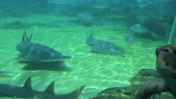 Green Sea turtle and reef shark swim underwater 05 — Stock Video