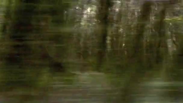Dirigir em uma estrada perto de árvores — Vídeo de Stock