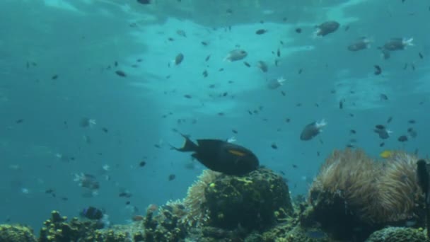 Τροπικά ψάρια κολυμπούν σε κοραλλιογενή ύφαλο — Αρχείο Βίντεο