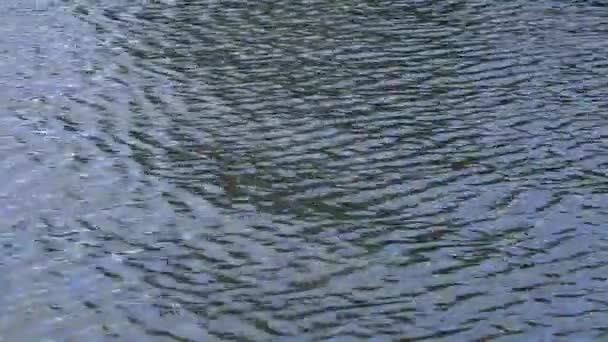 Pond water ripples — Stock Video