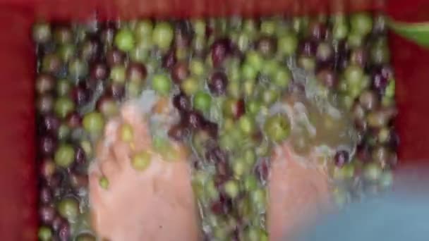 Mans piedi zucca raccolte a mano uva da vino rosso maturo — Video Stock