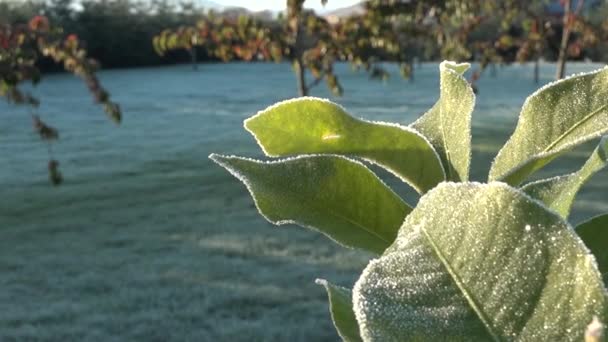 Krystaly hoarního mrazu na zahradních rostlinách — Stock video