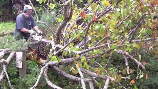 Uomo che taglia un albero danneggiato tempesta — Video Stock