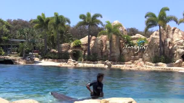 Espectáculo de delfines en Sea World Gold Coast Australia — Vídeos de Stock