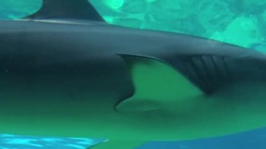 Resif Köpekbalıkları Köpekbalığı Havuzunda Yüzer