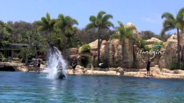 Yunus gösterisi deniz dünya Gold Coast Avustralya