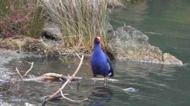 Pukeko bataklık kuş