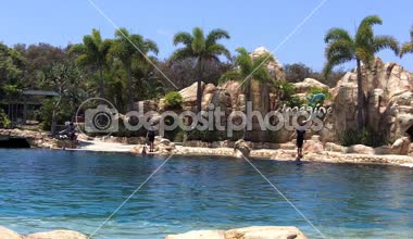 Yunus gösterisi deniz dünya Gold Coast Avustralya