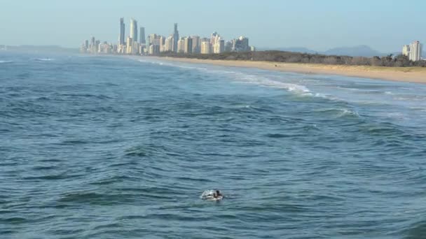 Surfers Paradise Skyline Queensland Avustralya altında Sörfçü dalga sörf — Stok video