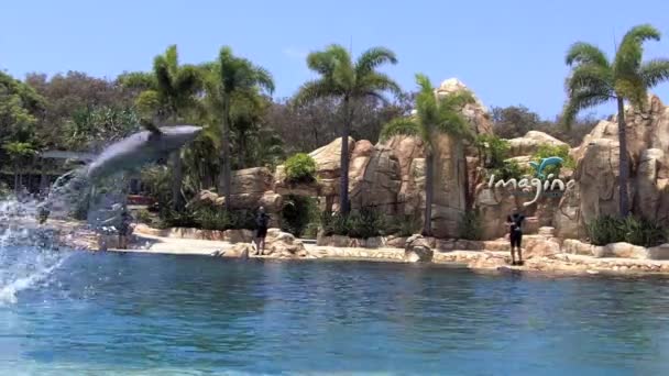 Espectáculo de delfines en Sea World Gold Coast Australia — Vídeos de Stock