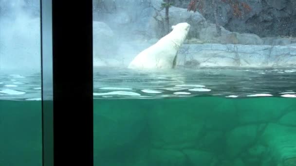Πολική αρκούδα κουτάβι στη θάλασσα παγκόσμια Χρυσή Ακτή Αυστραλία — Αρχείο Βίντεο