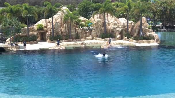 Dolphin show in Sea World Gold Coast — Stock Video