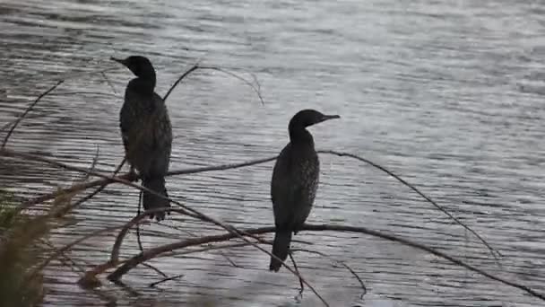 Male and female Black Cormorant — Stock Video