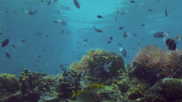 Peixes tropicais nadam no recife de Coral — Vídeo de Stock