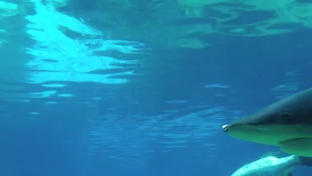 Рифовые акулы плавают в бассейне с акулами — стоковое видео